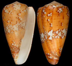 希神芋螺 希神芋螺