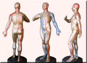 足厥陰肝經經絡循行路線圖 足厥陰肝經經絡循行路線圖