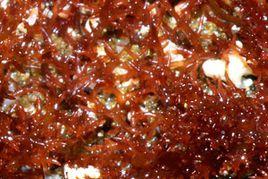 裸乾沙菜 裸乾沙菜