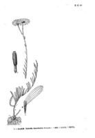 天山乳菀 天山乳菀