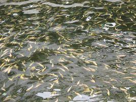 魚苗 魚苗