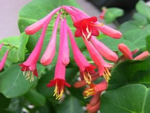 卷瓣奇花 卷瓣奇花