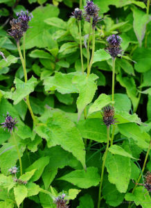 楊葉風毛菊 楊葉風毛菊