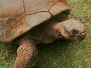 火奴魯魯動物園
