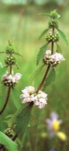 蘿蔔秦艽 蘿蔔秦艽