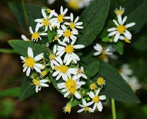 陀羅紫菀 陀羅紫菀