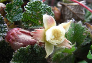 大葉玉山懸鉤子 大葉玉山懸鉤子