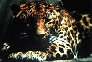 黃松峪國家級森林公園