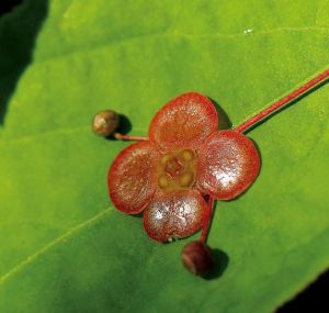 中華瘤枝衛矛 中華瘤枝衛矛