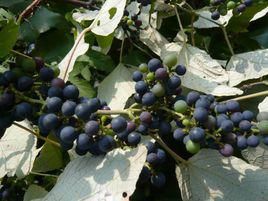 山葡萄[山葡萄]