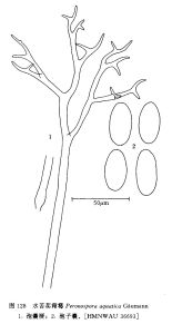 水苦蕒霜霉 水苦蕒霜霉