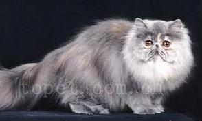 暗藍灰色玳瑁色貓 暗藍灰色玳瑁色貓