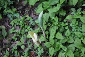 裂葉安息香 裂葉安息香