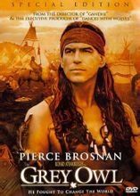 灰色夜梟 灰色夜梟