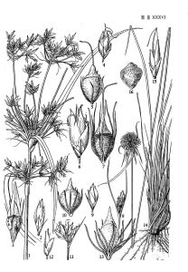 白鱗刺子莞 白鱗刺子莞