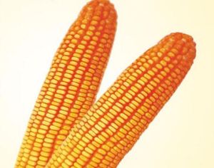 澤玉一七號 澤玉一七號