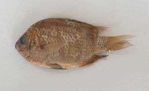 藍豆娘魚 藍豆娘魚