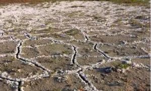 土壤次生鹽鹼化 土壤次生鹽鹼化