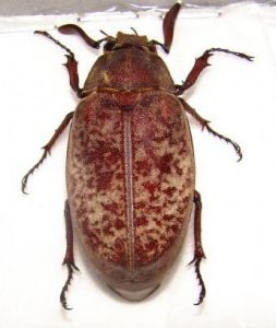 小雲斑鰓金龜 小雲斑鰓金龜