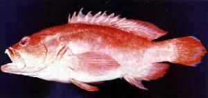 黑邊九棘鱸 黑邊九棘鱸