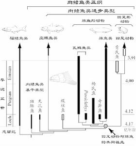 蝶柱魚的化石材料