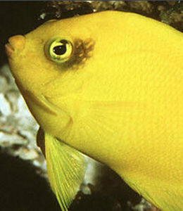 海氏刺尻魚 海氏刺尻魚