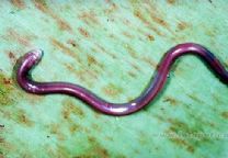 （圖）白尾雙足蜥