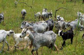 濟寧青山羊 濟寧青山羊