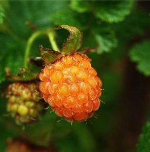 三對葉懸鉤子 三對葉懸鉤子