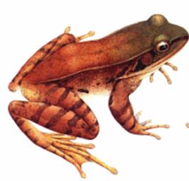 肘腺水蛙 肘腺水蛙