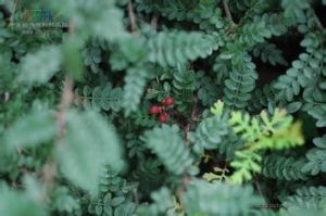 川陝花椒 川陝花椒