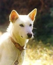 韓國津島犬 韓國津島犬
