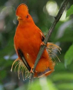秘魯岩鳥