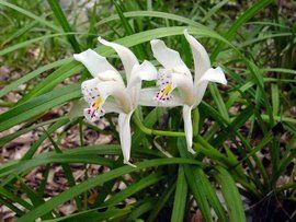 蘭科植物 蘭科植物
