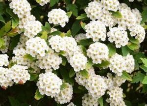 密花麻葉繡線菊 密花麻葉繡線菊