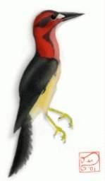 朝陽長翼鳥 朝陽長翼鳥