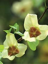 小花暗羅 小花暗羅