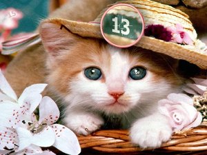 可愛貓咪找數字5