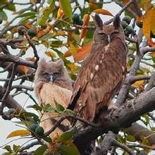 烏雕鴞指名亞種 烏雕鴞指名亞種