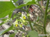 茄屬Solanum,茄科植物圖片