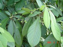 紫楠 春華珍貴植物提供