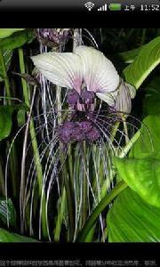 世界奇葩詭異植物 世界奇葩詭異植物