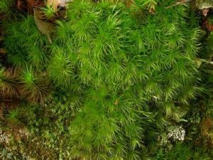 德氏曲尾蘚 德氏曲尾蘚