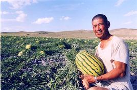中衛香山硒砂瓜 中衛香山硒砂瓜