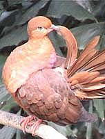 棕頭鵑鳩