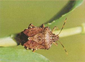 菸草煙盲蝽 菸草煙盲蝽
