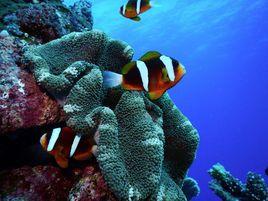 水下光學 水下光學