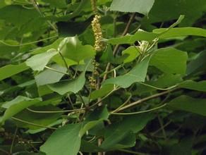 廣西白背葉 廣西白背葉