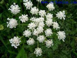 鶴虱黑粉蚧 鶴虱黑粉蚧