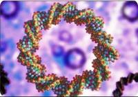 植物生物反應器